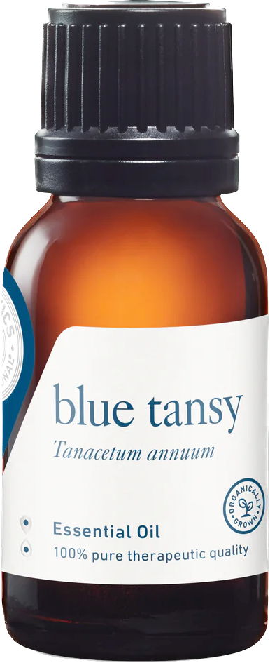 blue tansy essential oil