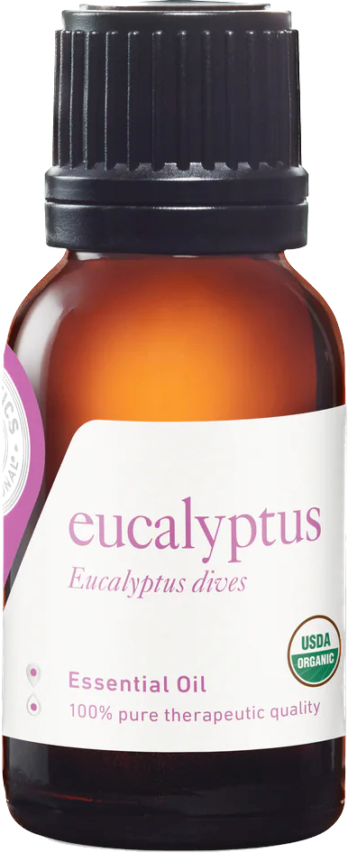 eucalyptus dives essential oil