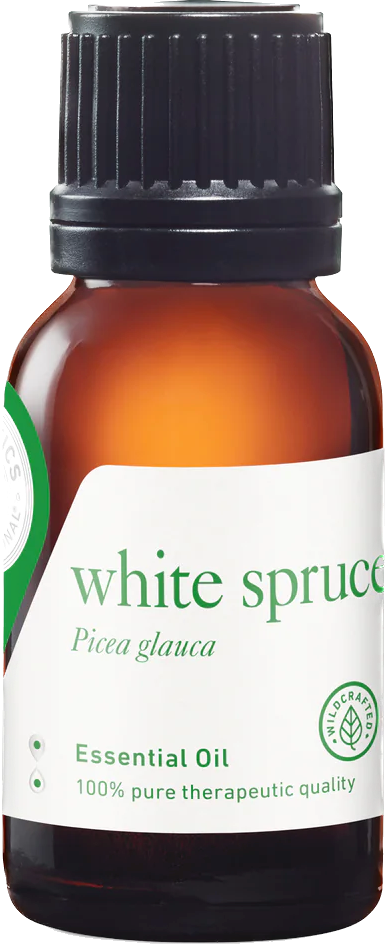 white spruce essential oil